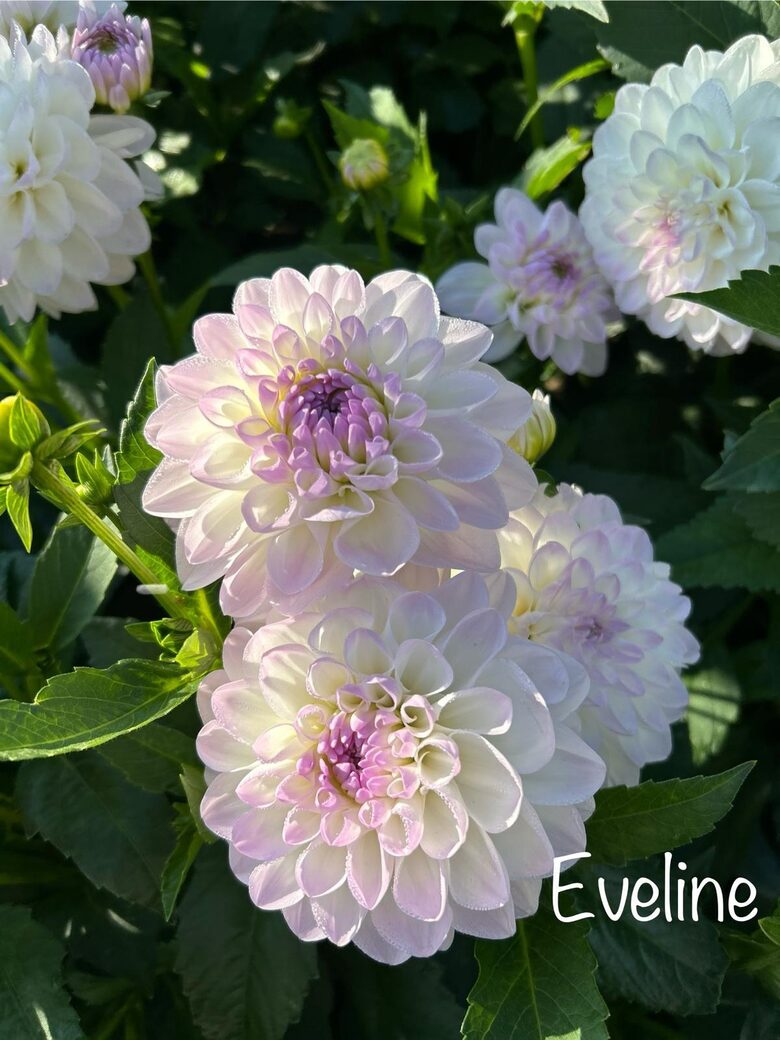 Dālija Eveline
