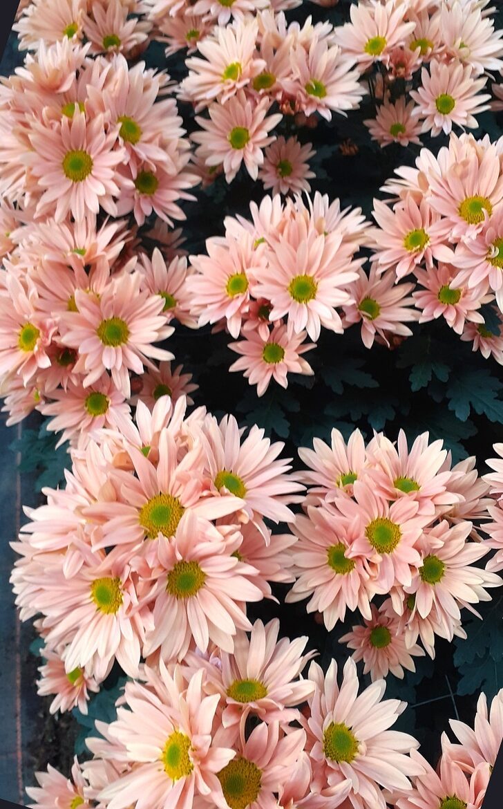 Delhi Apricot daudzziedu Chrysanthemum