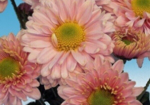 Danielle Pink, daudzziedu Chrysanthemum