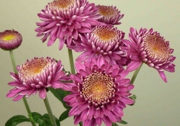 Margaret Purplenthemum, daudzziedu Chrysanthemum