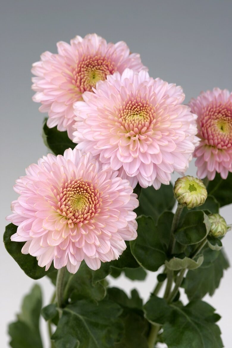 Pompon Pink, daudzziedu Chrysanthemum