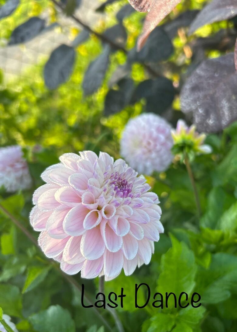 Dālija Last Dance