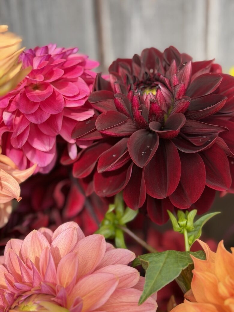 Ozzy gums
