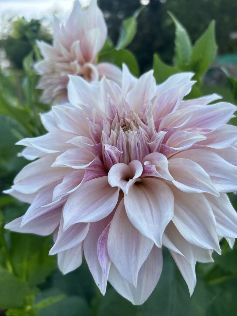 Dālija Cafe Au Lait