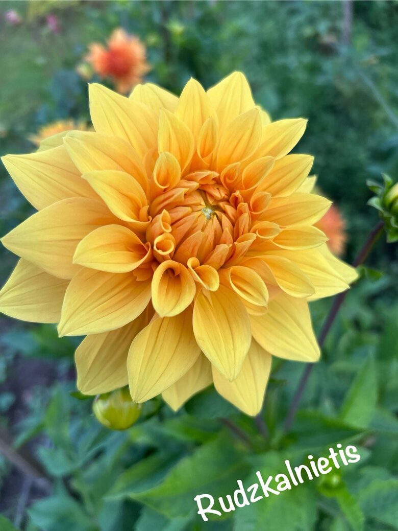 Dālija Rudzkalnietis