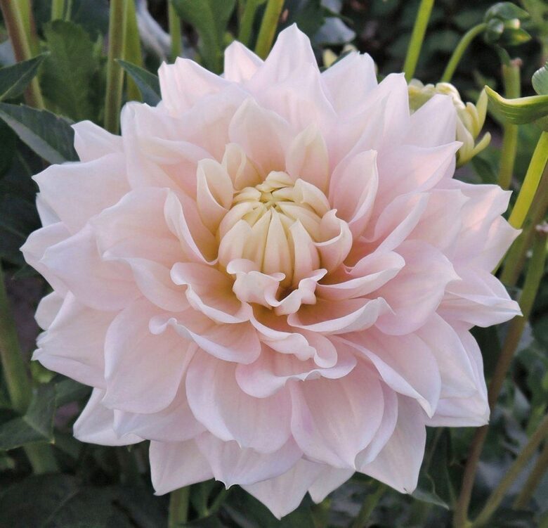 Dālija Truly Scrumptious