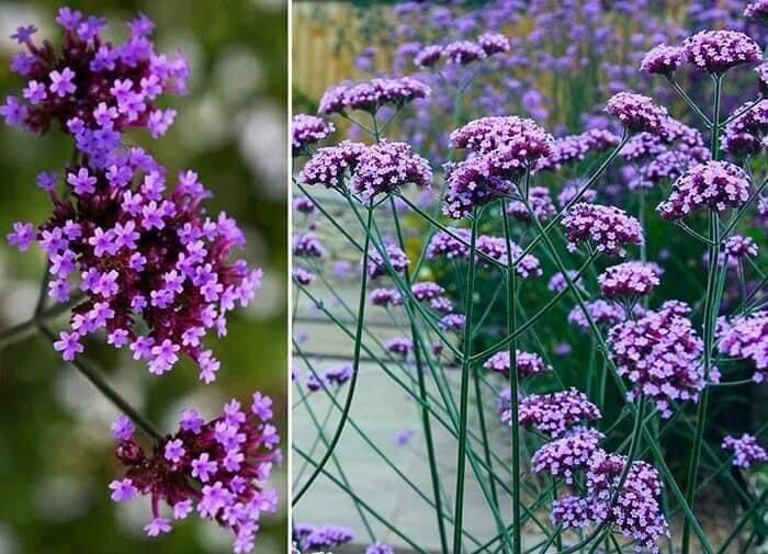 Verbena Bonariensis