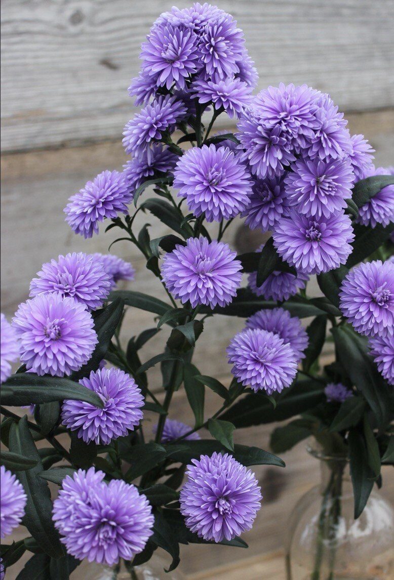 Ziemastere Mystery Lady Kate