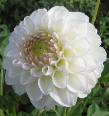 Dālija Aprīļa Pilieni