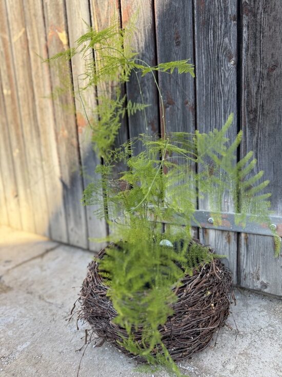 Asparāga paparde (Asparagus setaceus vai Asparagus plumosus).