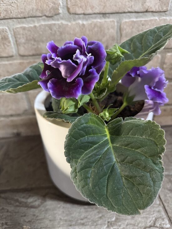 Gloksīnija zili violeta