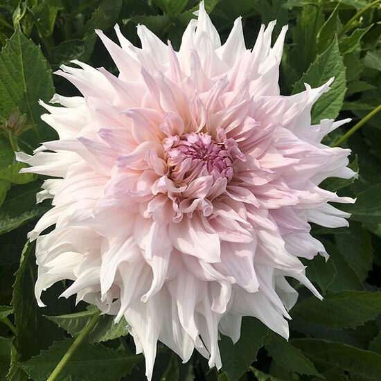 Dālija Shilon Noelle