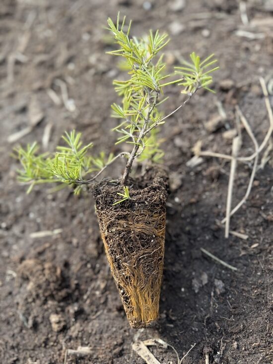 Rozmarīns nokarenais