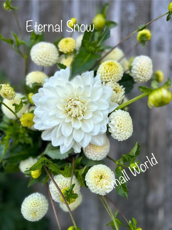 BMIX baltais komplekts