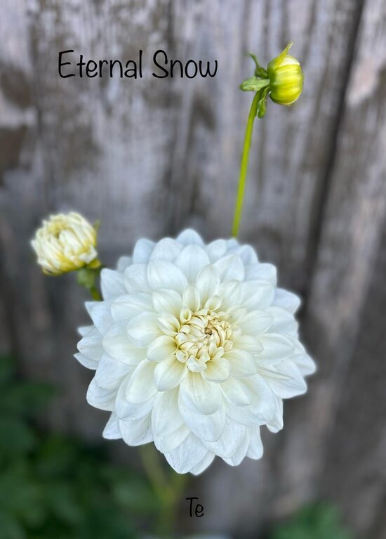 Eternal Snow