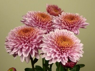 Blenda Pink, daudzziedu Chrysanthemum