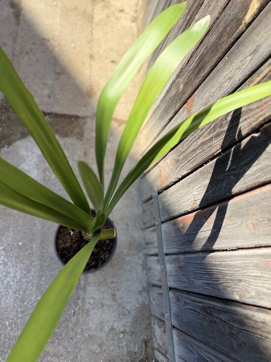 Klīvija (Clivia miniata) 