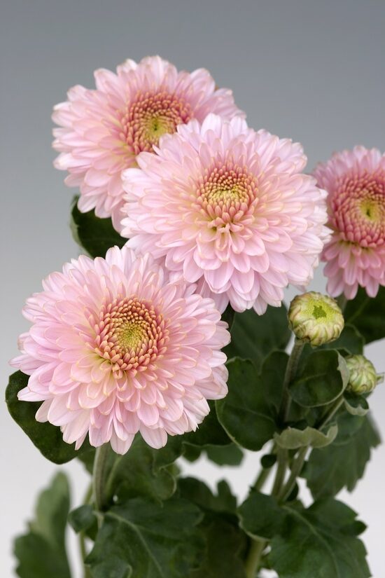 Pompon Pink, daudzziedu Chrysanthemum
