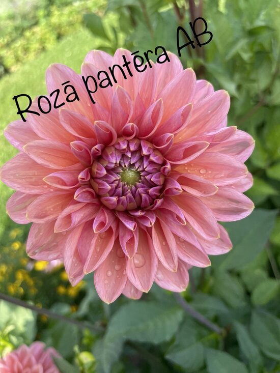 Dālija Rozā Pantēra