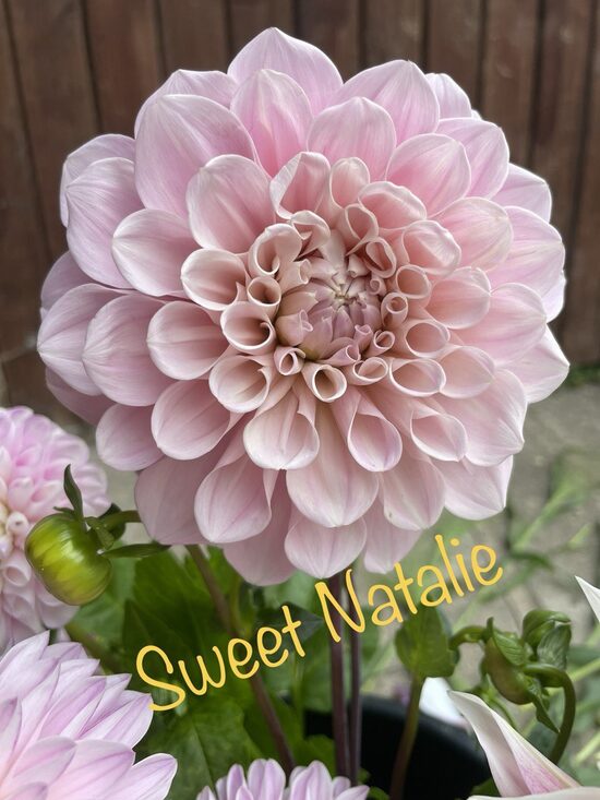 Dālija Sweet Nataly