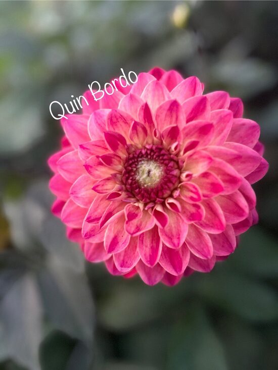 Dālija Quin Bordo