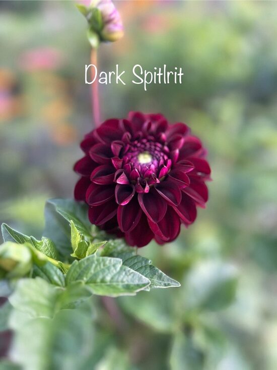 Dālija Dark Spirit