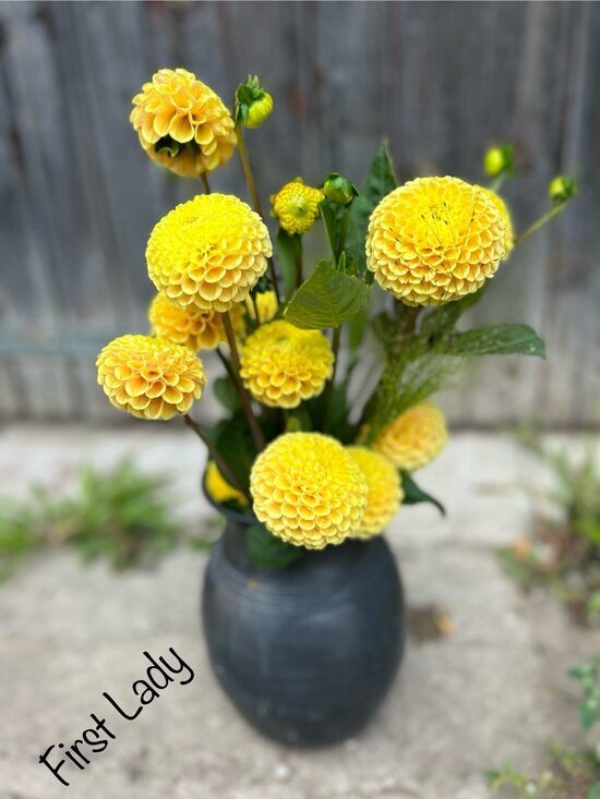 Dālija First Lady