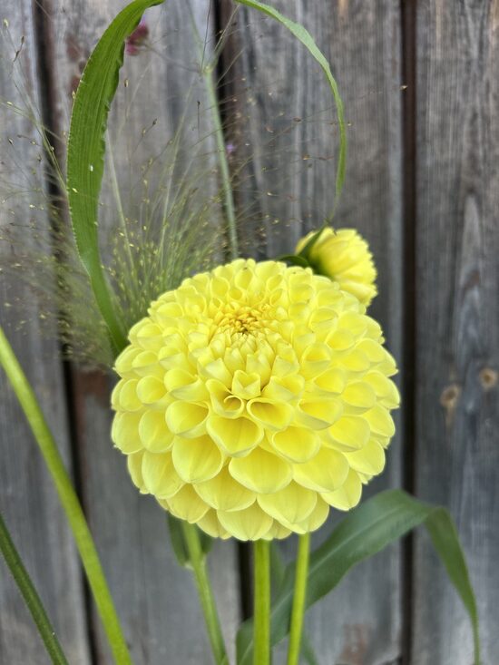 Dālija Ryecroft Laura