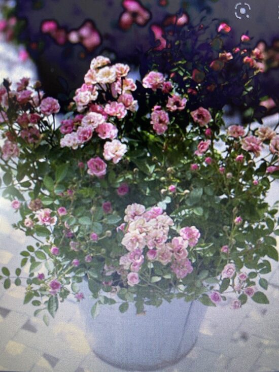 Rosa hybride Lilly Rose Wonder