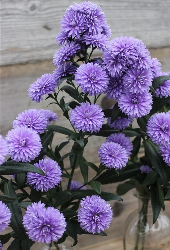 Ziemastere Mystery Lady Kate