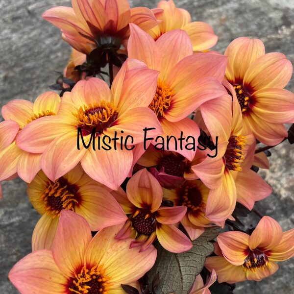 Apstādījumu dālijas gums divgadīgs 1,50-3,00