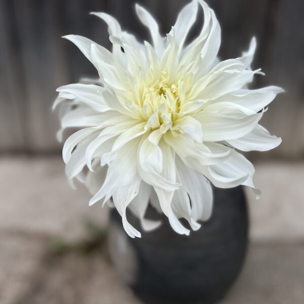 Cafe au Lait Supreme