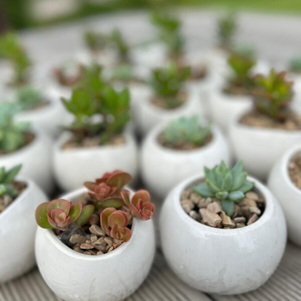 Ģipša trauks ovāls/apaļš  ar sukulentu 6,00 6x6x6cm