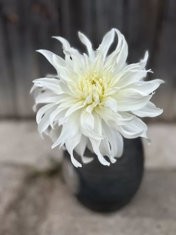 Cafe au Lait Supreme